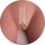 Removable Vagina
